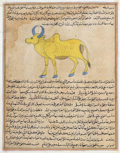 Zebu, illustratie uit 